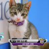 Purr-fect: Pregame With This Adorable 20-Minute Kitten Bowl Video!